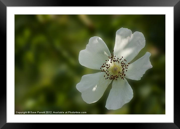 Wild White English Rose Framed Mounted Print by Daves Photography