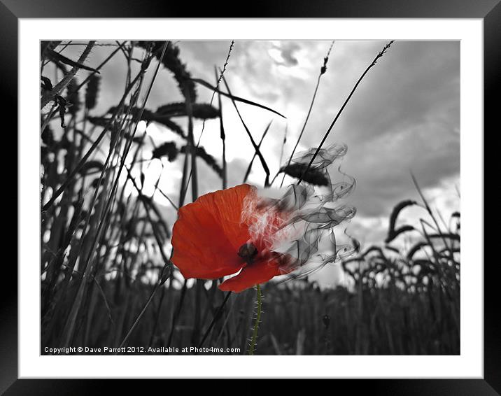 War Poppy - Burning Framed Mounted Print by Daves Photography