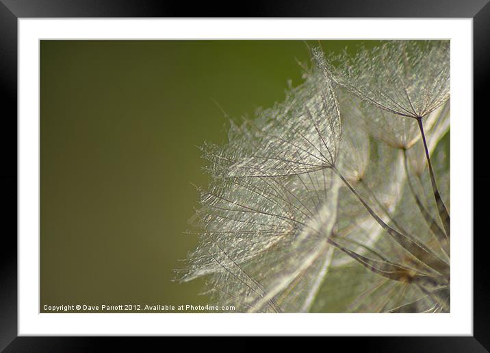 Dandelion Dreams Framed Mounted Print by Daves Photography