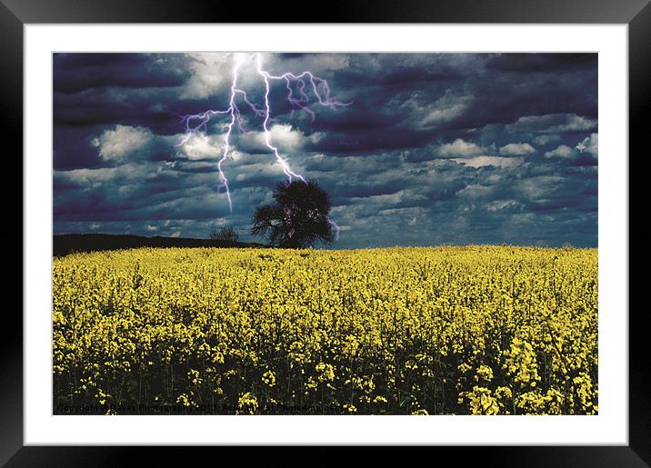 Lightening Tree - Seeds Framed Mounted Print by Daves Photography