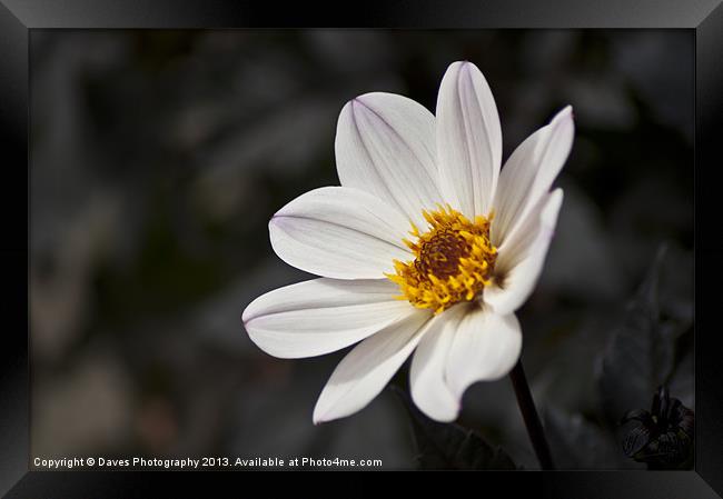 White Chrysanthemum Flower Framed Print by Daves Photography