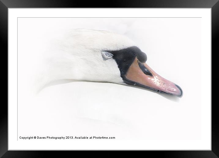 Sleeping Beauty - The Swan Framed Mounted Print by Daves Photography
