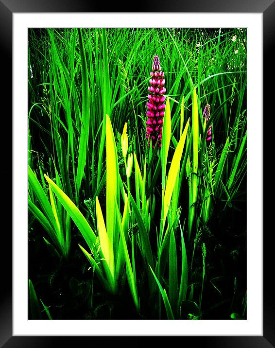 LUPINS AMONG THE GRASS Framed Mounted Print by Jacque Mckenzie