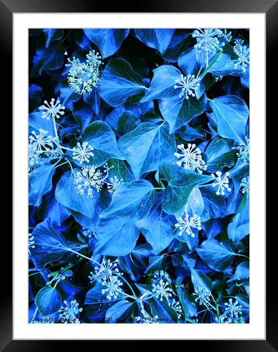 BLUE SNOWFLAKES Framed Mounted Print by Jacque Mckenzie