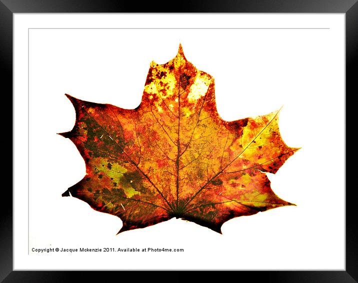 AUTUMN LEAF Framed Mounted Print by Jacque Mckenzie