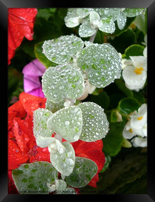 MORNING RAINDROPS Framed Print by Jacque Mckenzie