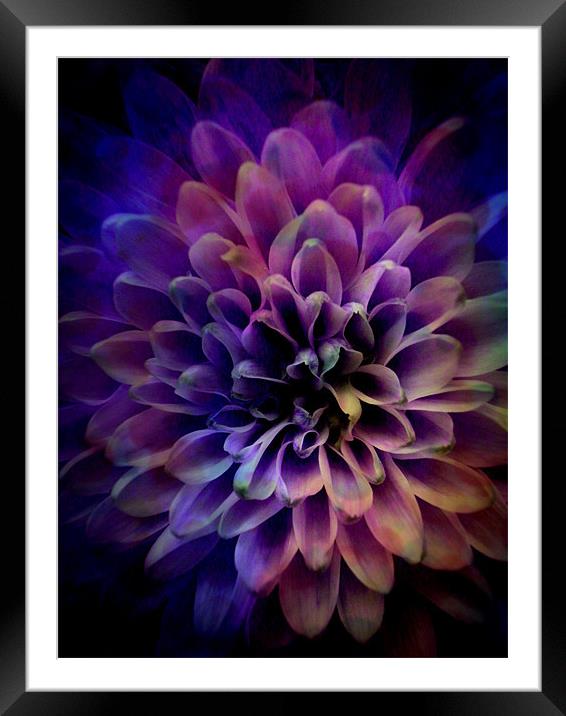 FLOWER POWER Framed Mounted Print by Jacque Mckenzie