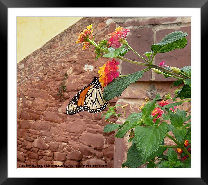BUTTERFLY ON LANTANA Framed Mounted Print by Jacque Mckenzie