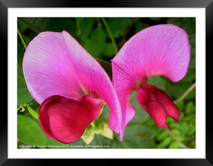 FLYING SWEET PEAS Framed Mounted Print by Jacque Mckenzie
