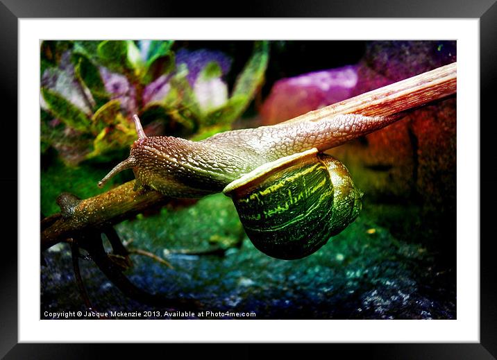MR SNAIL Framed Mounted Print by Jacque Mckenzie