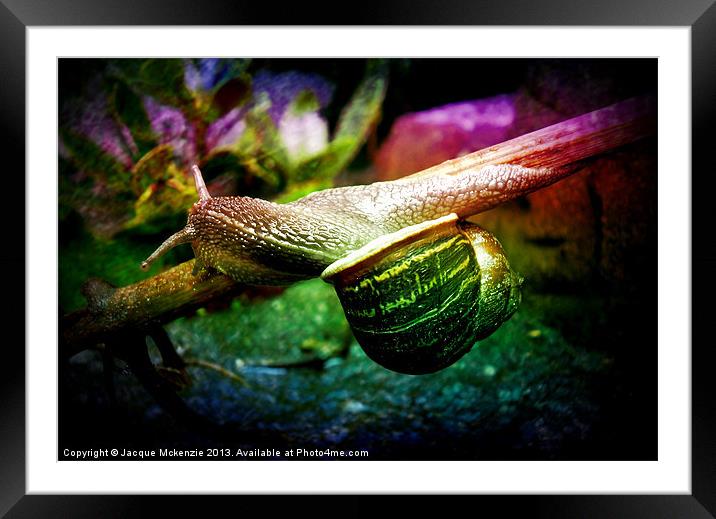 MR SNAIL 2 Framed Mounted Print by Jacque Mckenzie