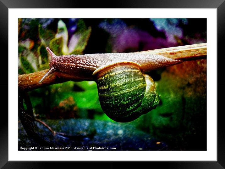 MR SNAIL 3 Framed Mounted Print by Jacque Mckenzie