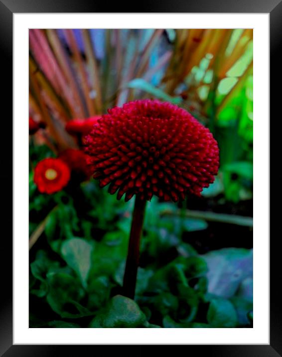RED ENGLISH DAISY Framed Mounted Print by Jacque Mckenzie
