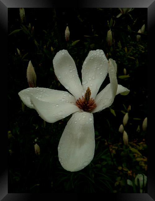JAPANESE MAGNOLIA LILY 1 Framed Print by Jacque Mckenzie