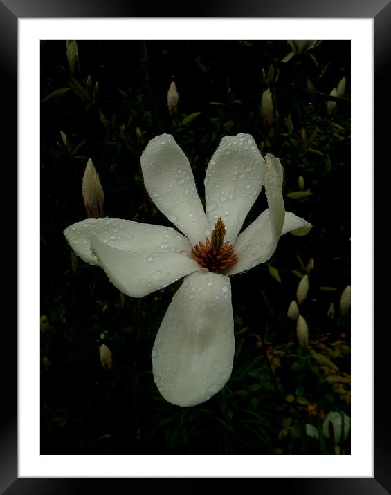 JAPANESE MAGNOLIA LILY 1 Framed Mounted Print by Jacque Mckenzie