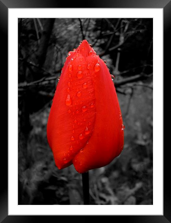 TULIP DROPS Framed Mounted Print by Jacque Mckenzie
