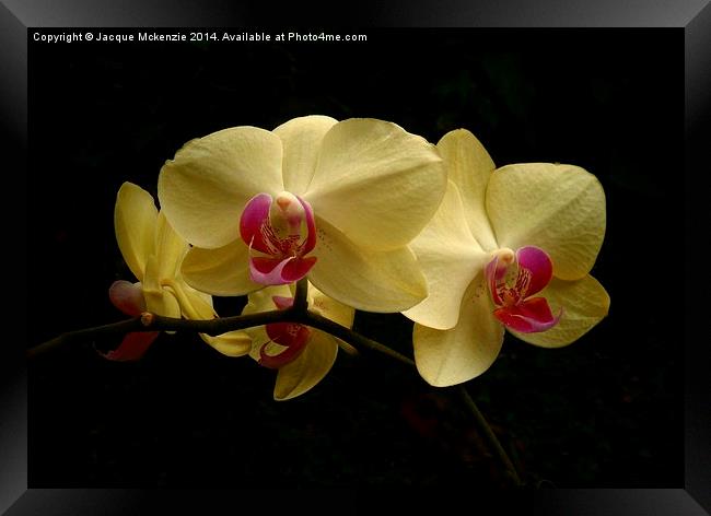 PHALAENOPSIS MOTH ORCHID Framed Print by Jacque Mckenzie