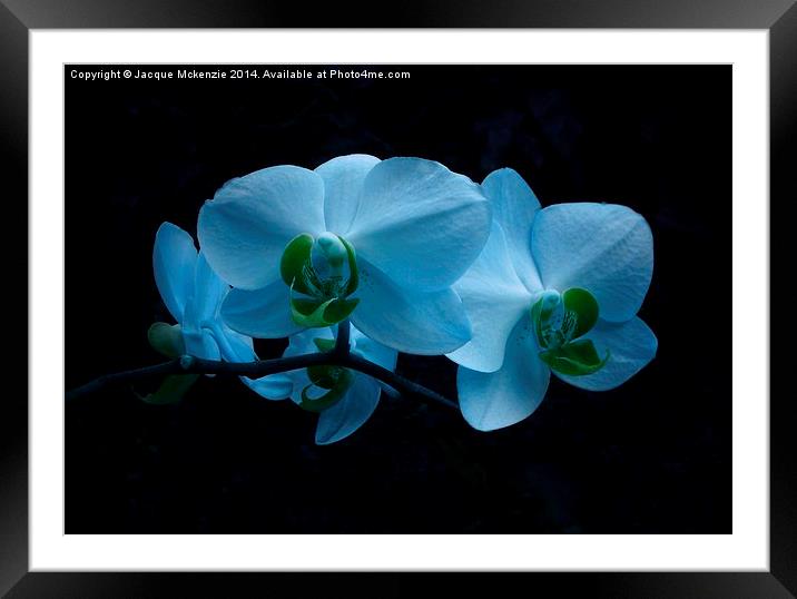 COOL BLUE ORCHID Framed Mounted Print by Jacque Mckenzie