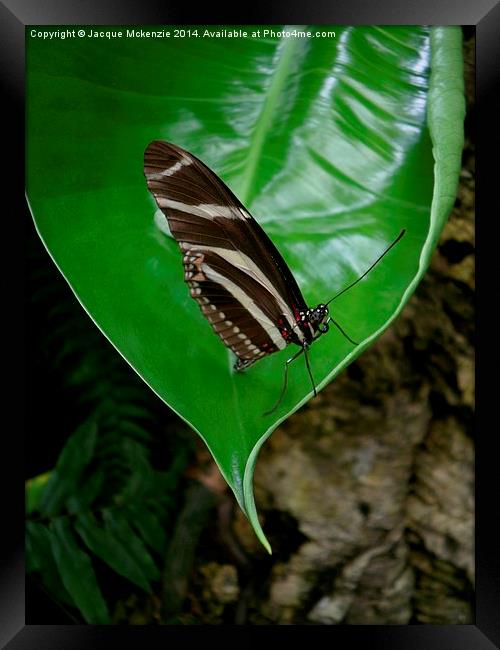 BUTTERFLY & LEAF Framed Print by Jacque Mckenzie