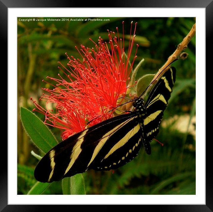  ZEBRA LONGWING BUTTERFLY Framed Mounted Print by Jacque Mckenzie