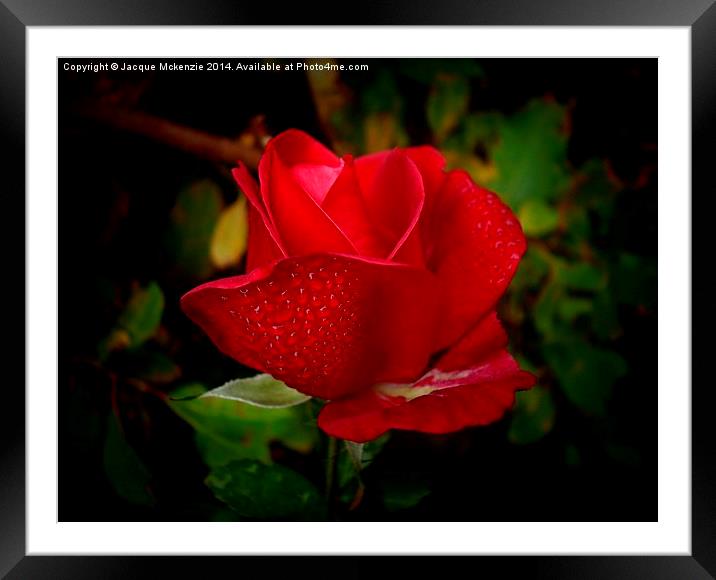  ROSEY RED Framed Mounted Print by Jacque Mckenzie