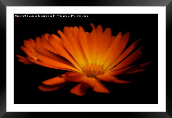  NIGHT DAISY Framed Mounted Print by Jacque Mckenzie