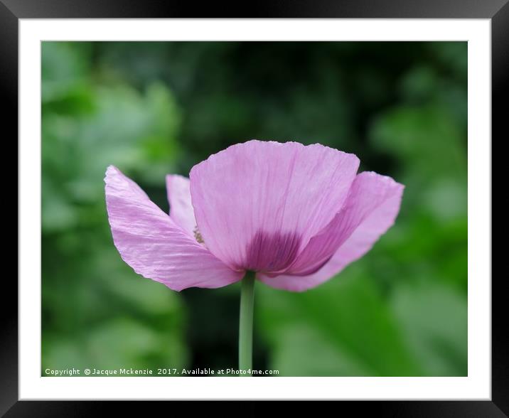 LILAC OPIUM POPPY Framed Mounted Print by Jacque Mckenzie