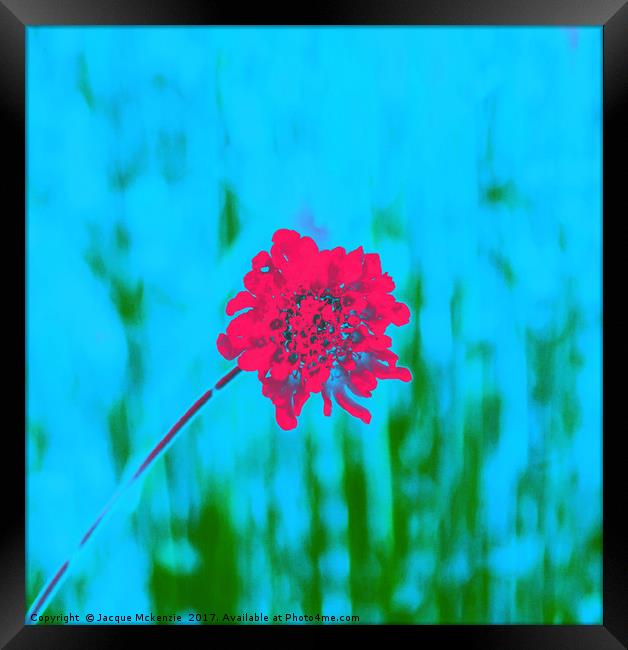 THE RED FLOWER Framed Print by Jacque Mckenzie