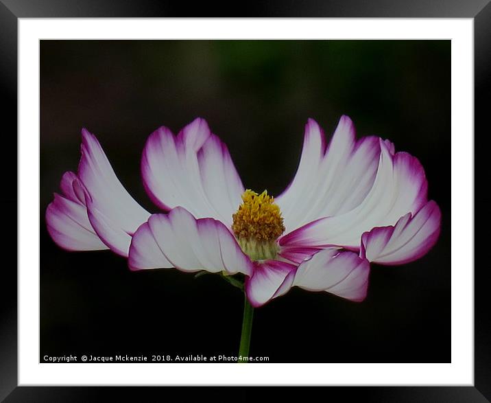 COSMOS IN THE DARK Framed Mounted Print by Jacque Mckenzie