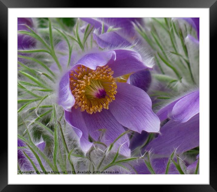 BREEZY WINDFLOWER Framed Mounted Print by Jacque Mckenzie