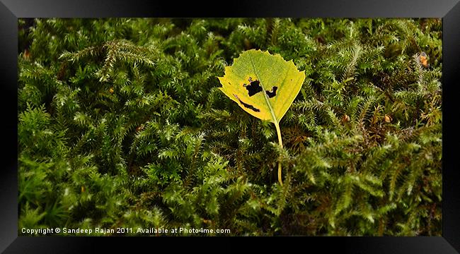 Punctured in the prickly forest Framed Print by Sandeep Rajan