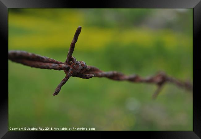 Barbed Wire Framed Print by Jessica Ray