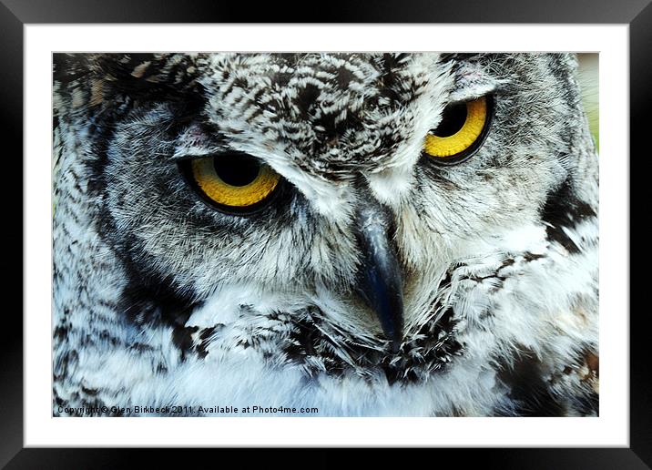 Snowy Owl with eyes staring Framed Mounted Print by Glen Birkbeck