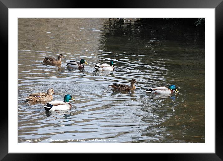 A Balding of Ducks Framed Mounted Print by Wood Stocker