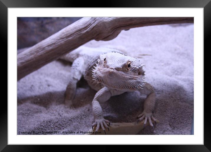 Nigel - Fearless Bearded Dragon Framed Mounted Print by Lee Simister
