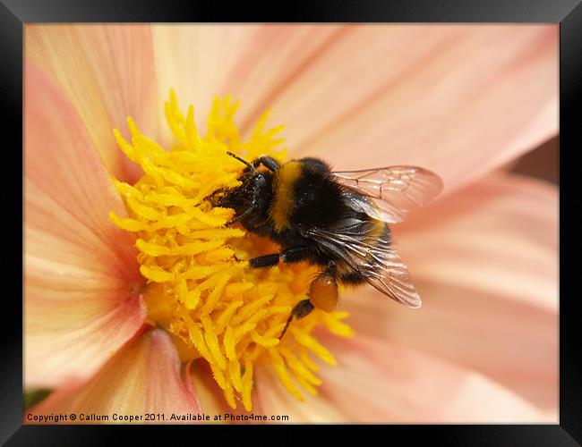 Summer Bee Framed Print by Callum Cooper