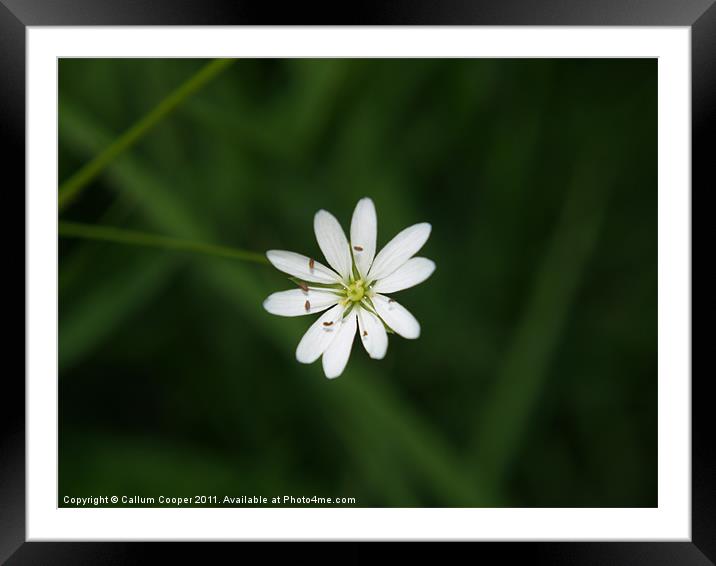 Lone Flower Framed Mounted Print by Callum Cooper