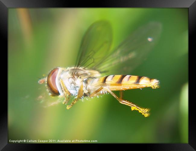 Hover Fly in Flight Framed Print by Callum Cooper