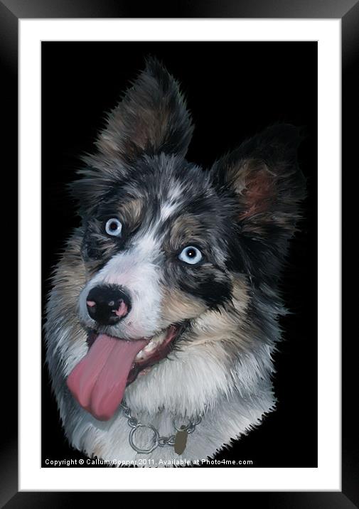 Blue Merle Framed Mounted Print by Callum Cooper