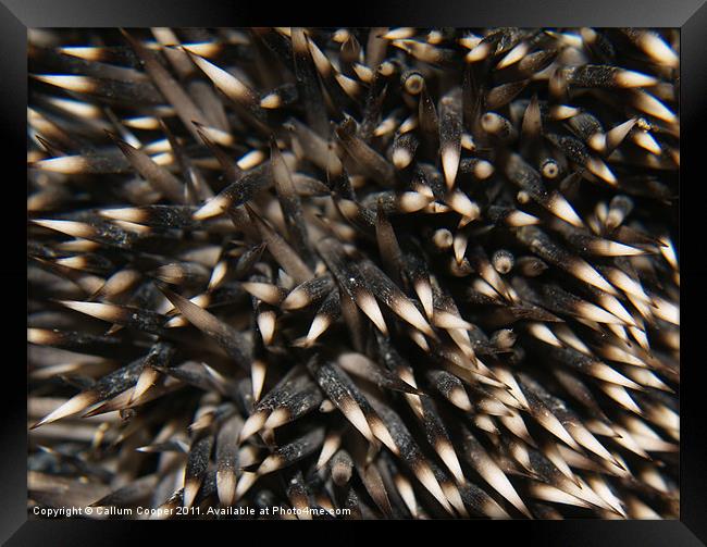 Hedgehog Spines Framed Print by Callum Cooper