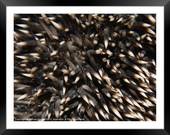 Hedgehog Spines Framed Mounted Print by Callum Cooper