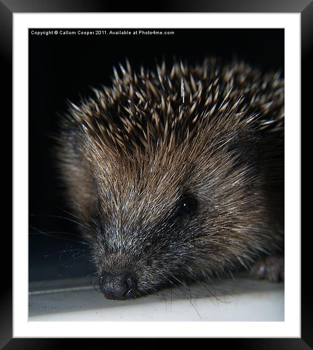 Hedgehog Framed Mounted Print by Callum Cooper