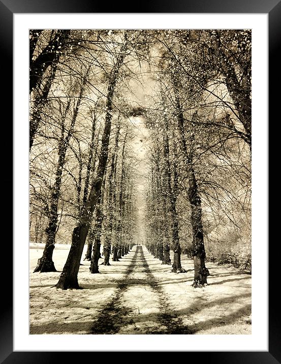 Infrared Avenue Framed Mounted Print by Andy Linden