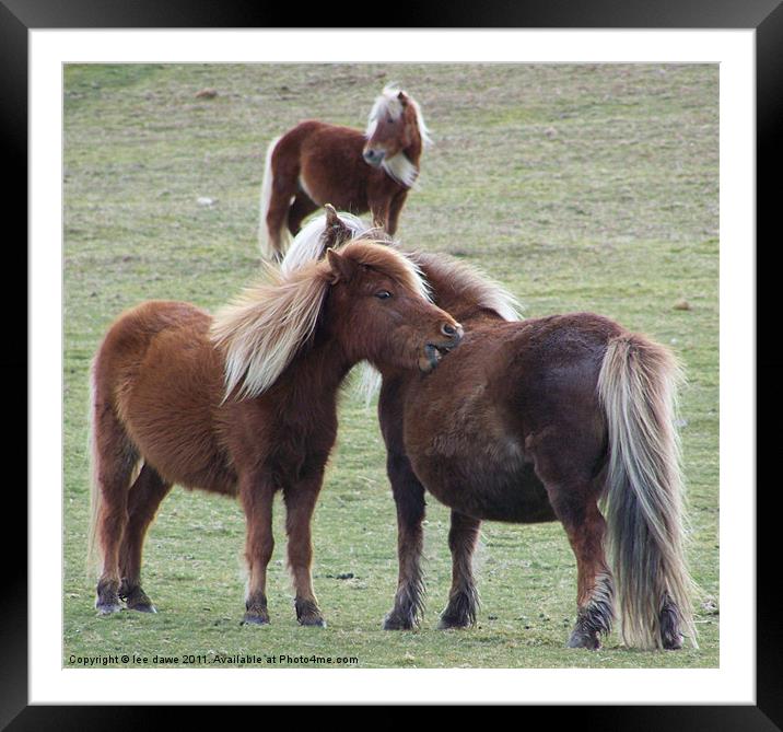 You scratch my back ill scratch yours Framed Mounted Print by Images of Devon