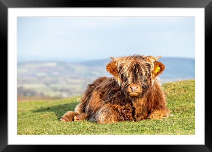 Highland calf Framed Mounted Print by Images of Devon