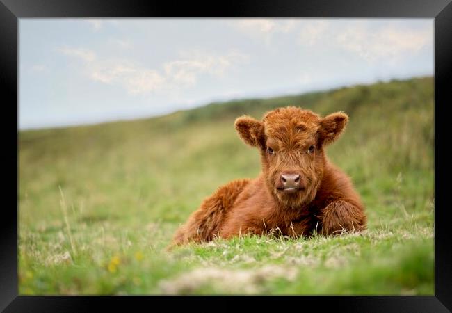 A Highland calf lying in a grassy field Framed Print by Images of Devon