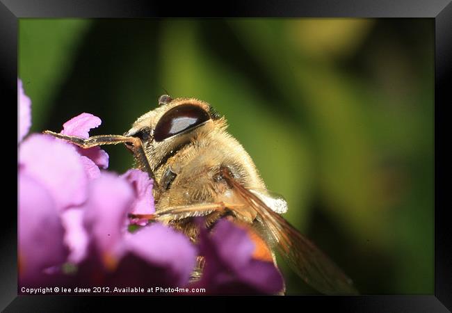 Busy Bee Framed Print by Images of Devon