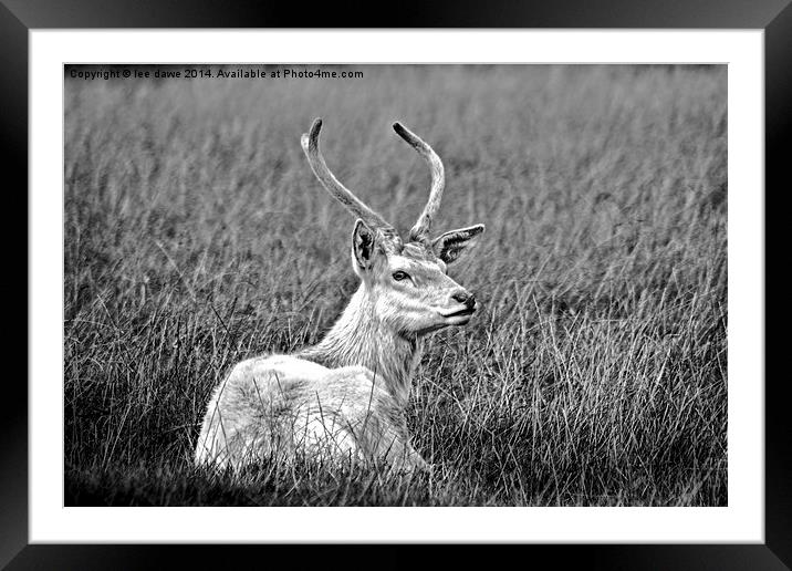  Lazy Day Black and White Framed Mounted Print by Images of Devon