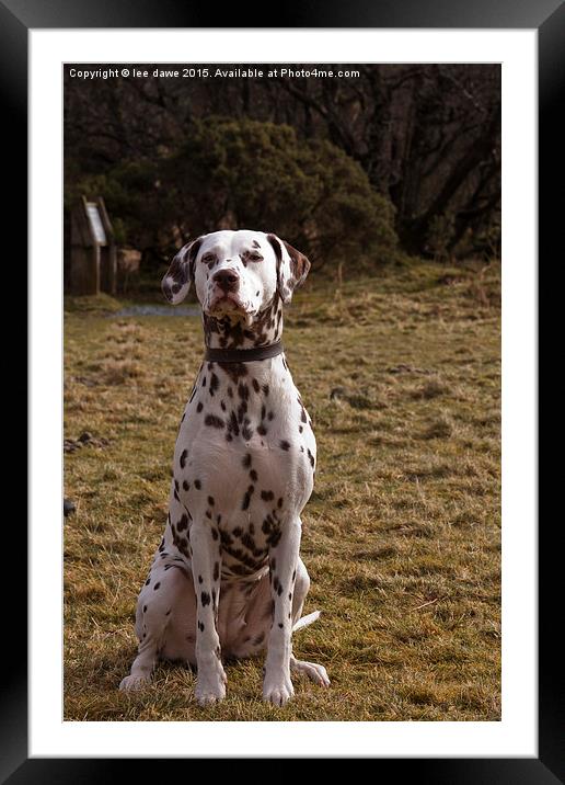  Dalmatian Day Framed Mounted Print by Images of Devon