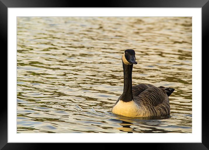  Solo canadian Goose Framed Mounted Print by Images of Devon